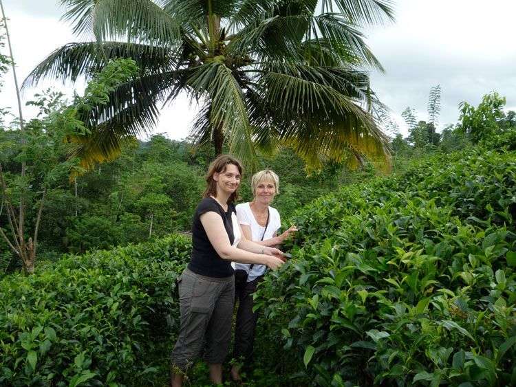 We konden het niet laten om te proberen zelf thee te plukken in Sri Lanka