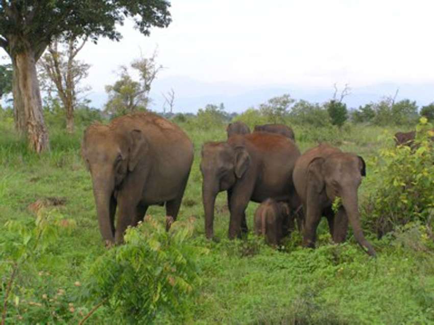 Soms zie je nog veel meer olifanten in Mineriya tijden de "great elephant trek" in september